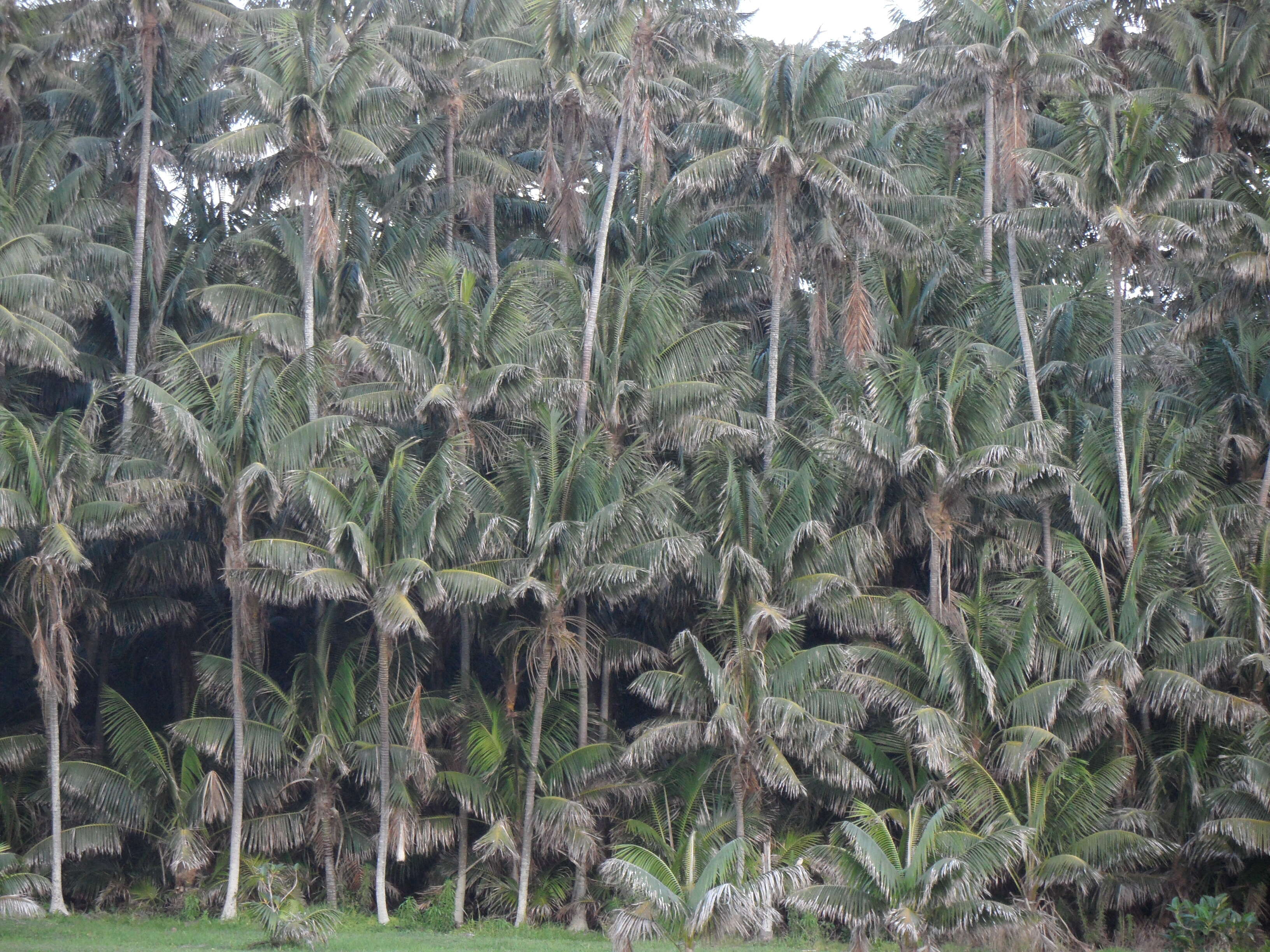 Image of Kentia Palm