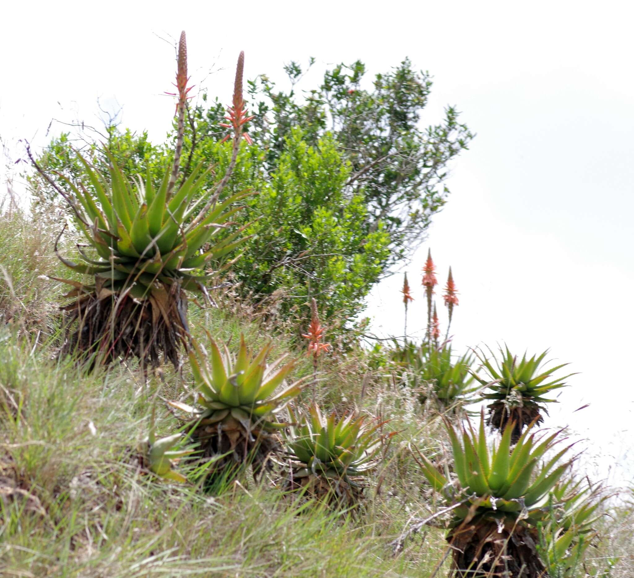 Image of Aloe lineata (Aiton) Haw.