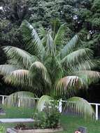 Image of Kentia Palm