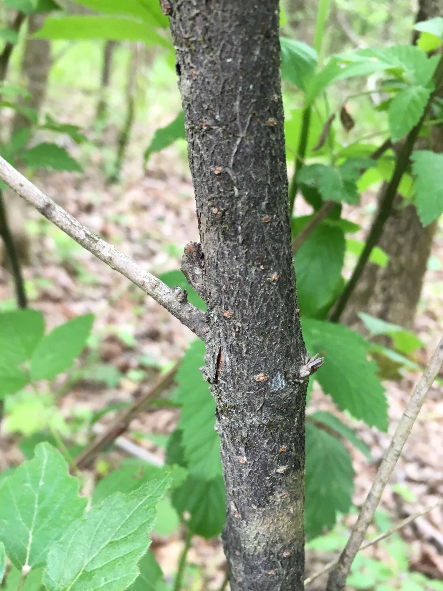 Image of bracted arrowwood