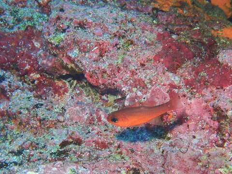 Image of Blacktip Cardinalfish