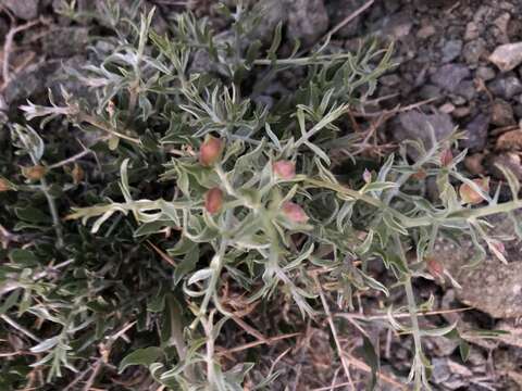 Convolvulus fruticosus Pall. resmi