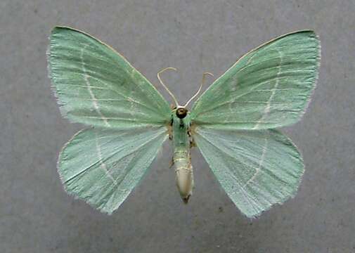 Image of small emerald moth