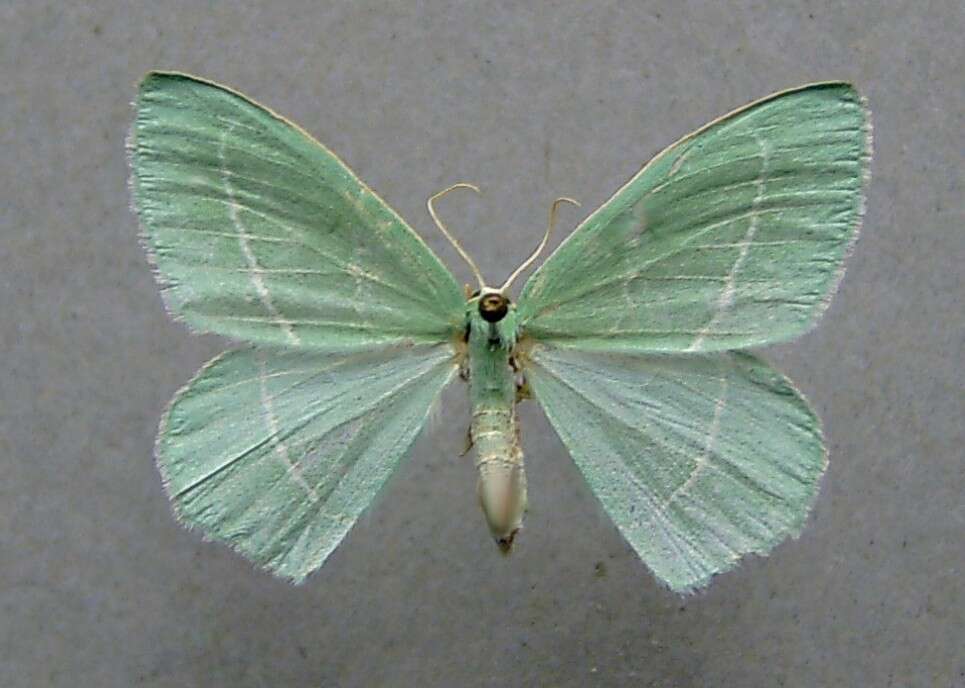 Image of small emerald moth