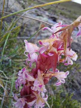 Image of Pink candle orchid