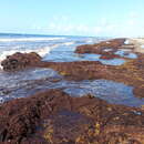 Слика од Sargassum natans