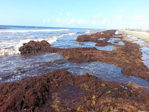 Image of gulf weed