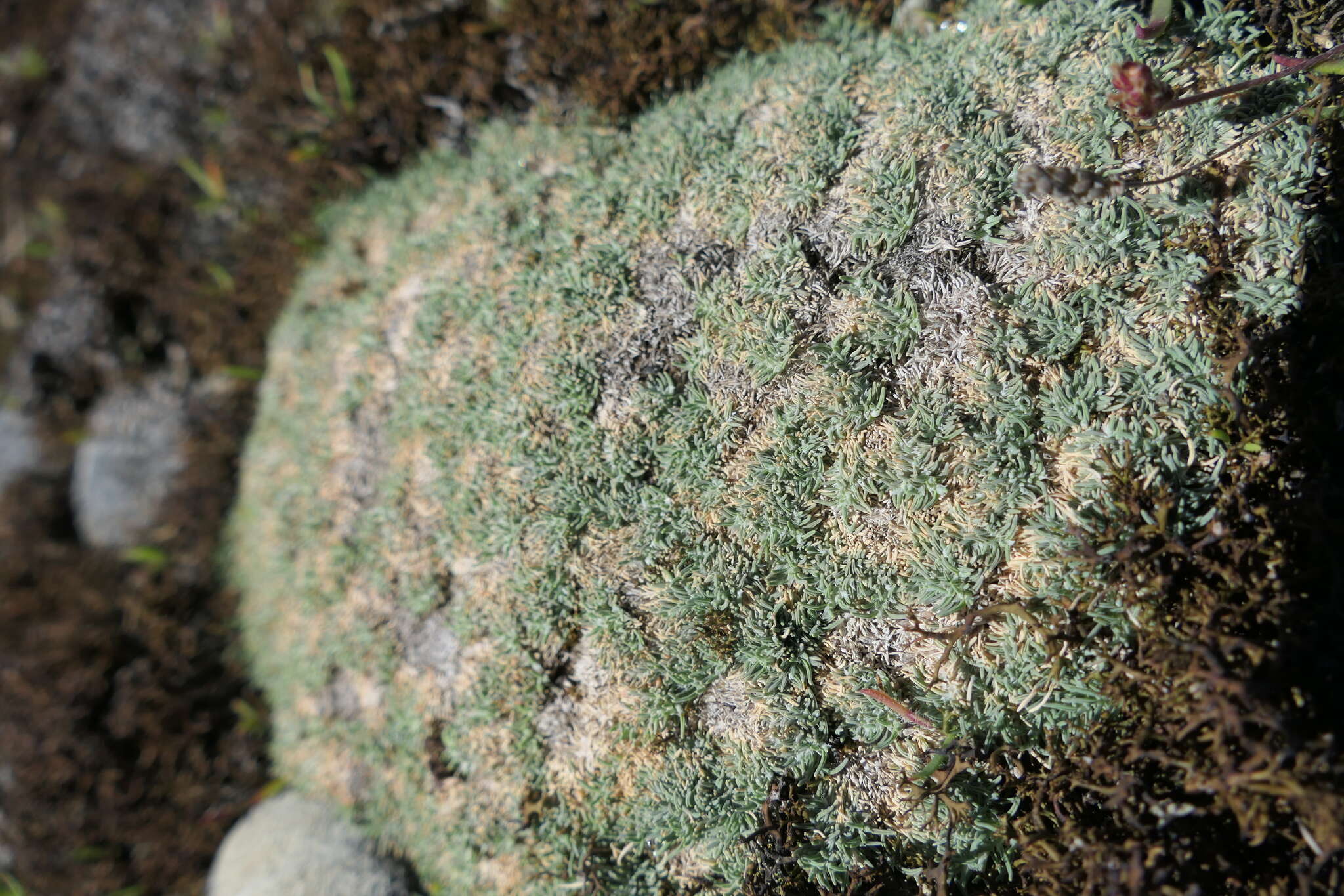 Imagem de Agrostis muscosa Kirk