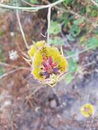 Image of Weed's mariposa lily