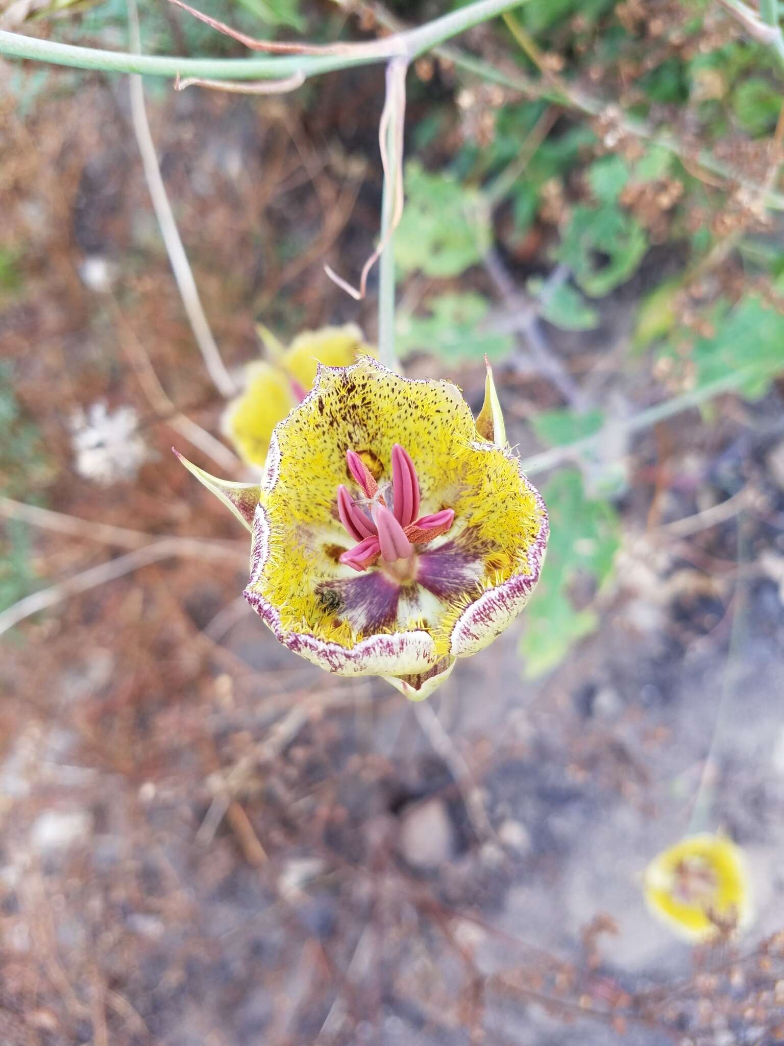 Image of Weed's mariposa lily