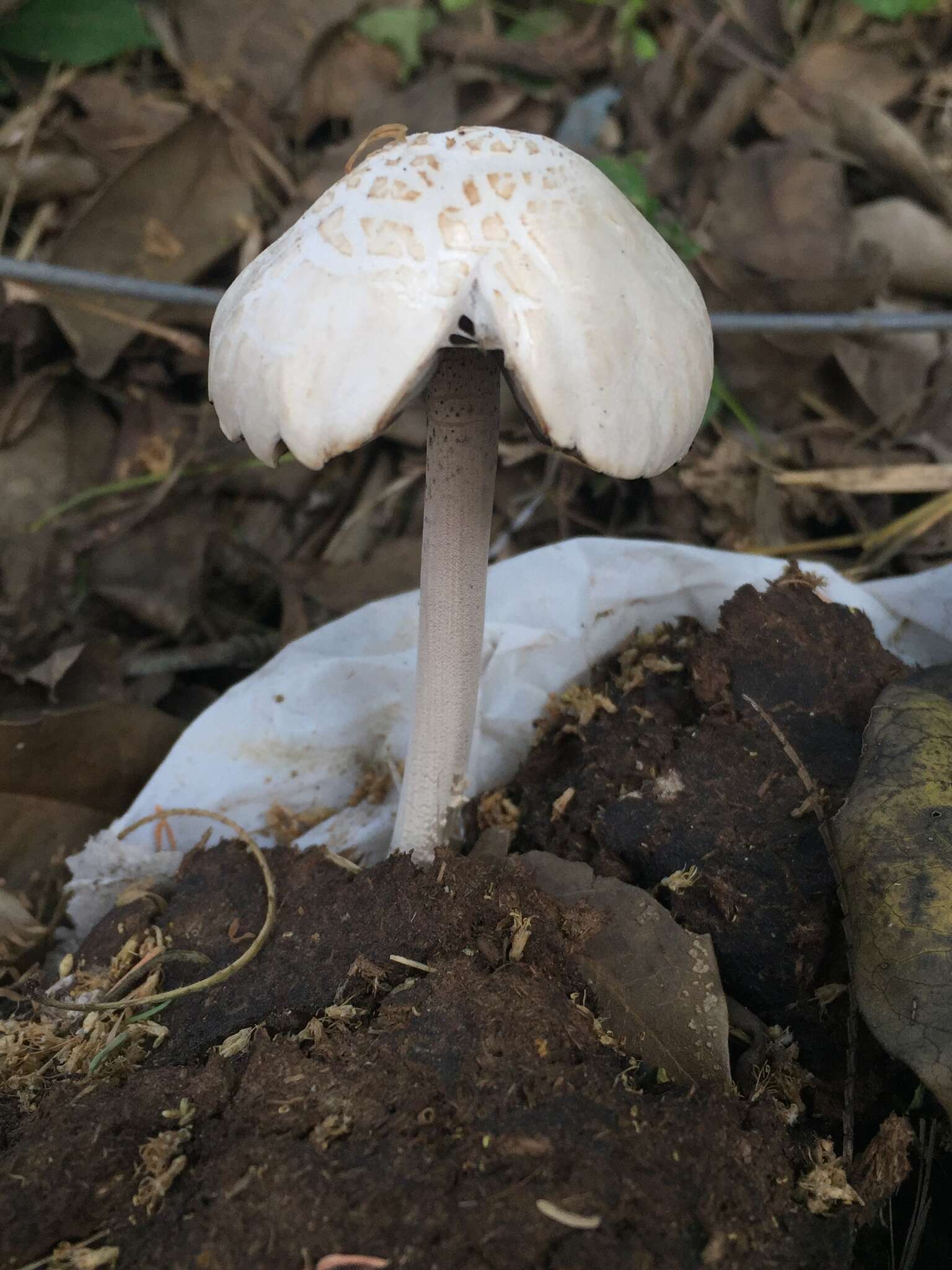 Image of Panaeolus antillarum (Fr.) Dennis 1961