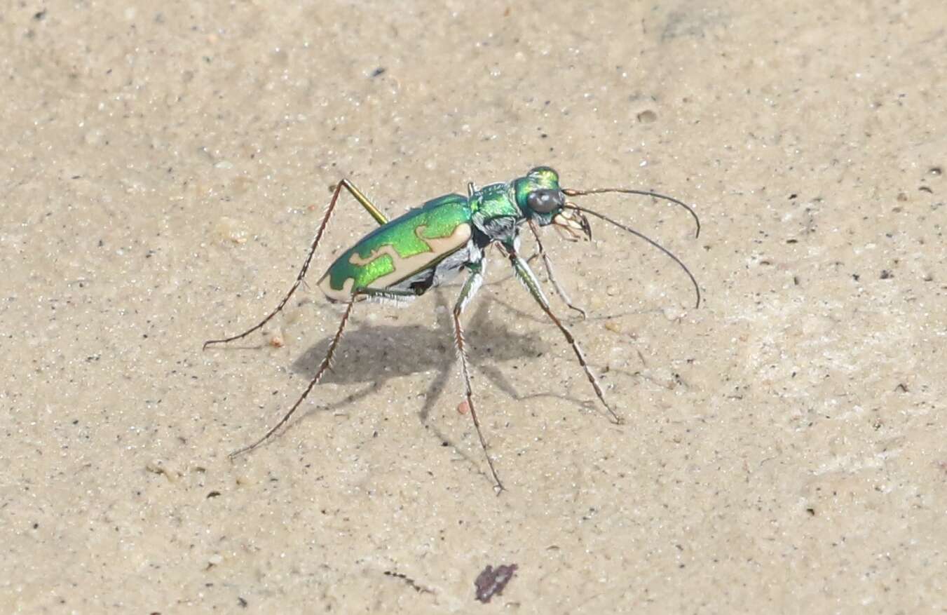 Image of Ellipsoptera rubicunda (E. D. Harris 1911)