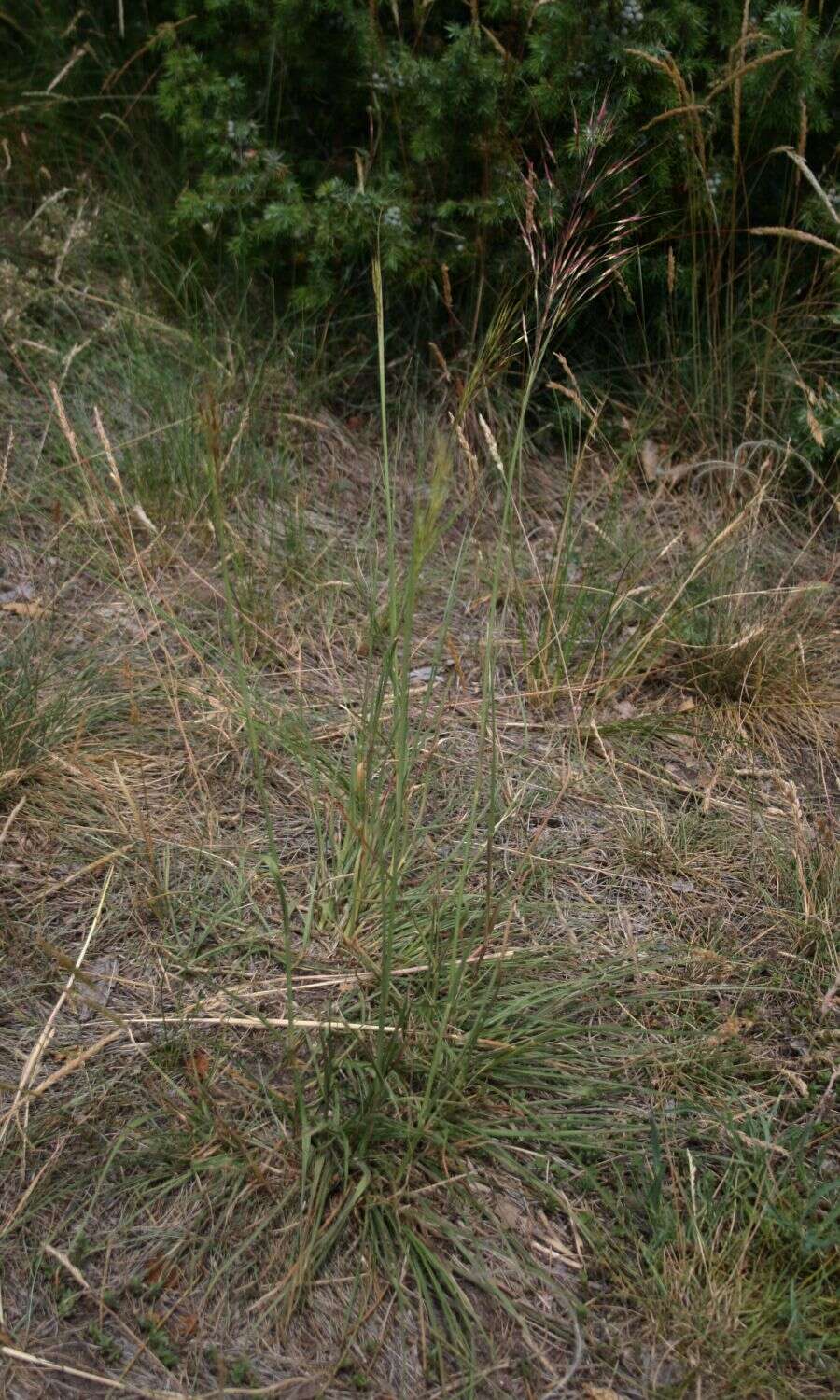 Image of Chrysopogon gryllus (L.) Trin.