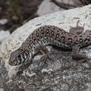 Image of Spotted Sandveld Lizard