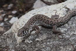 Image of Spotted Sandveld Lizard