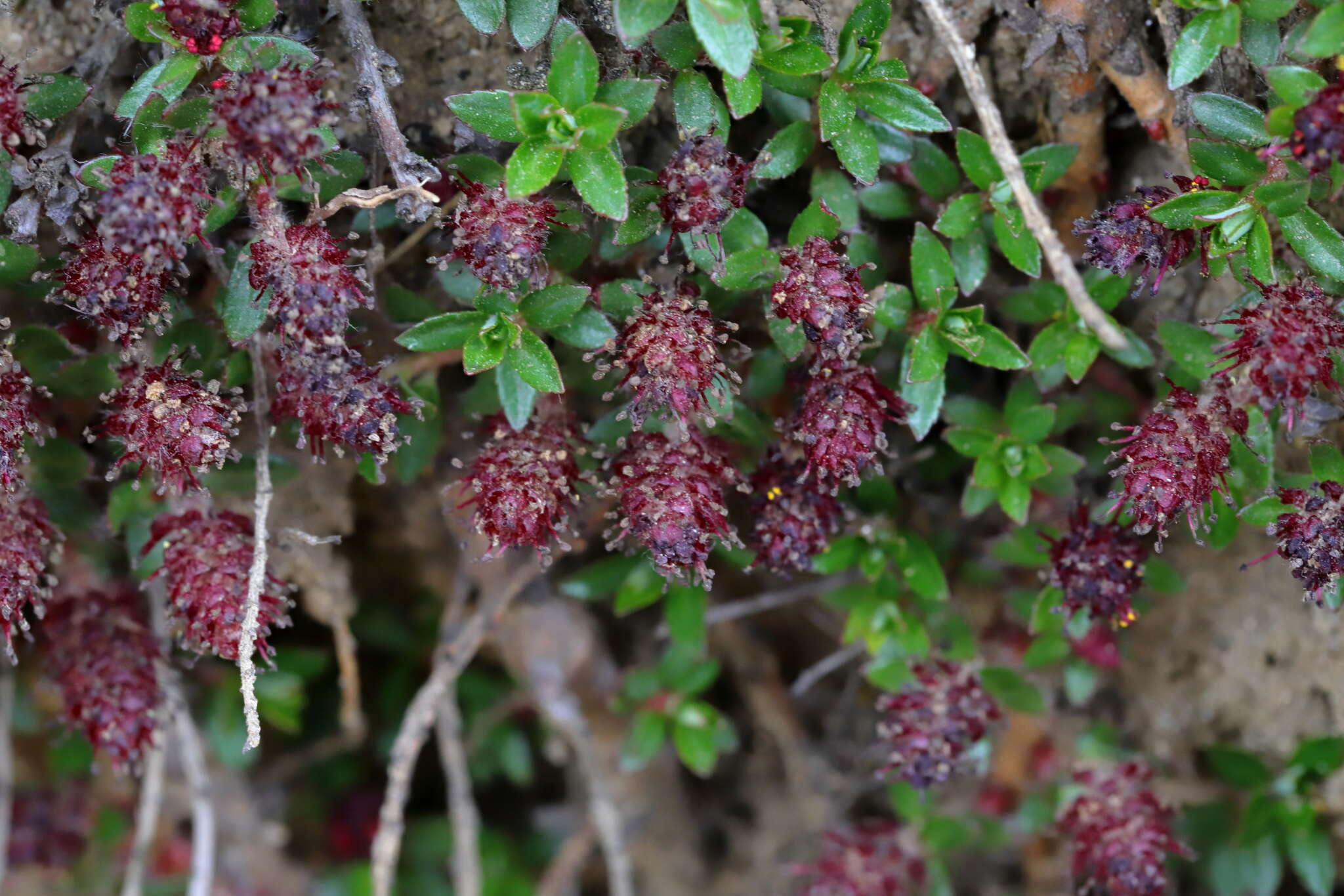 Image of <i>Salix fruticulosa</i>