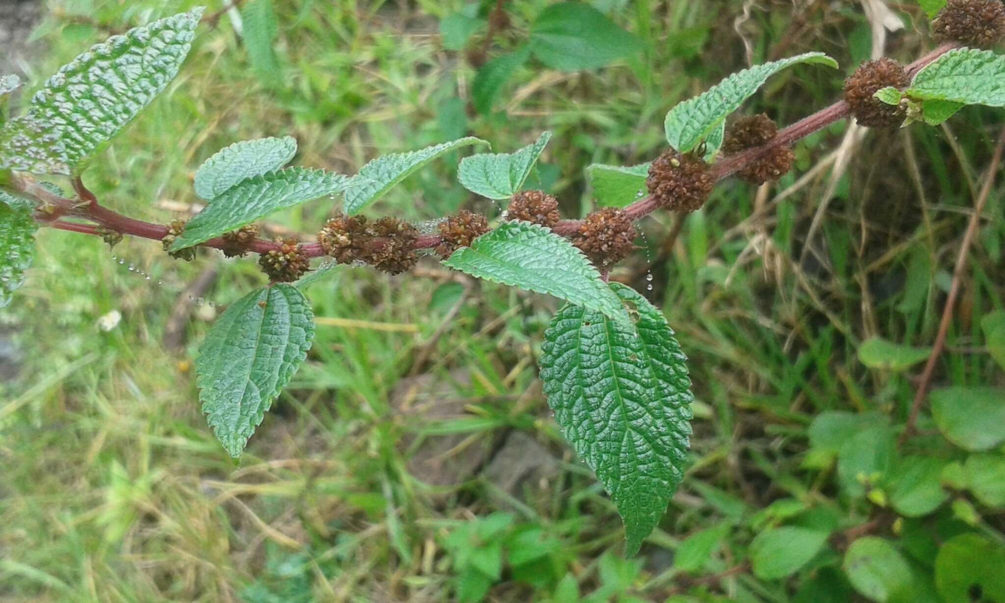 Image of Phenax hirtus (Sw.) Wedd.