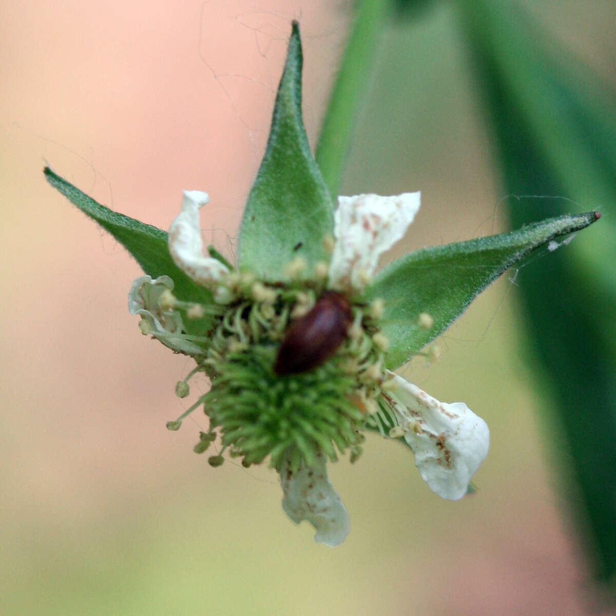 Image of white avens