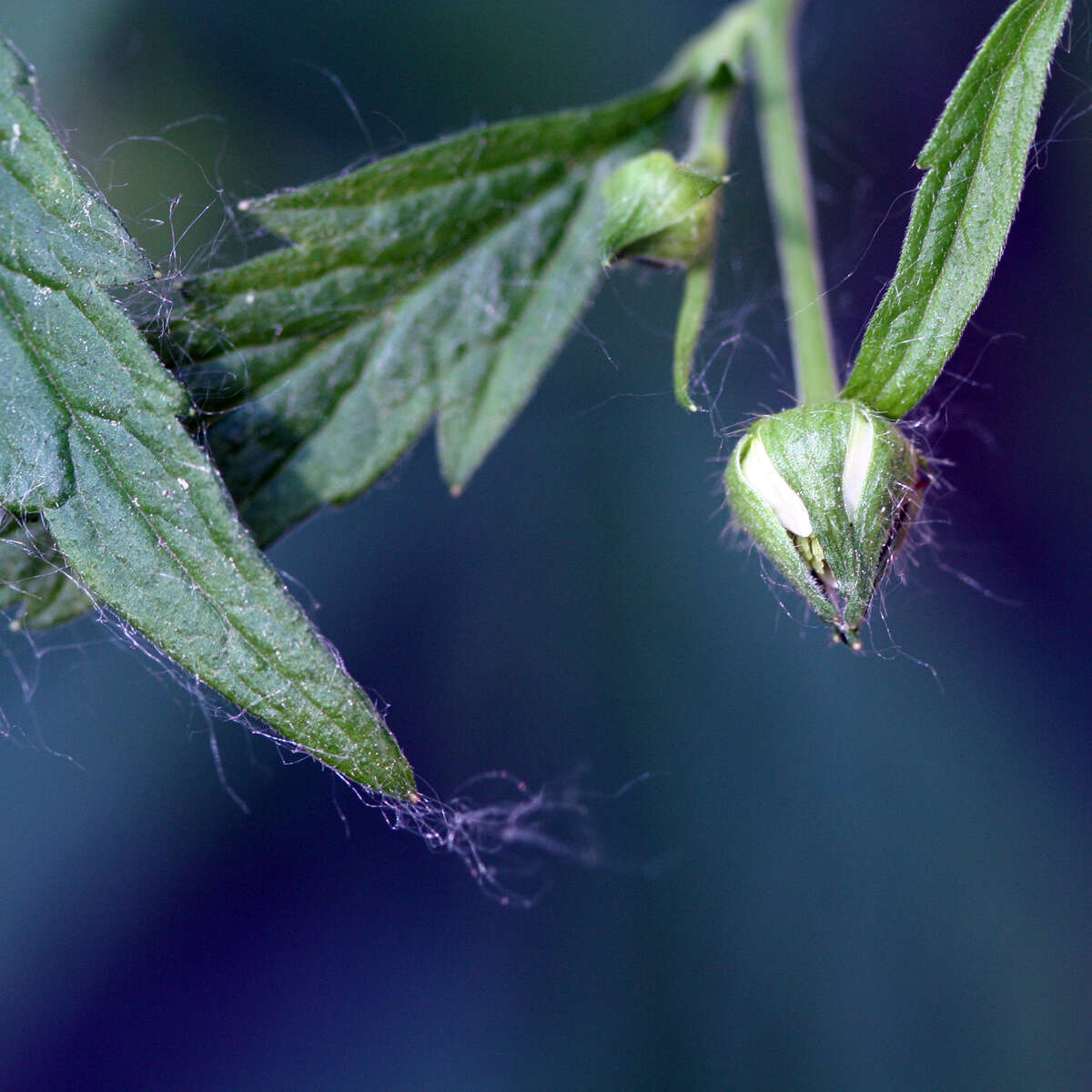 Image of white avens