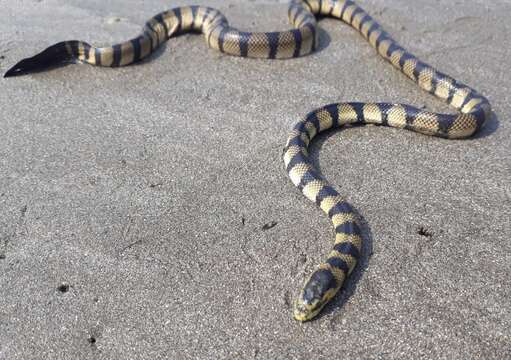 Image of Yellow Sea Snake