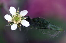 Image de Geum canadense Jacq.