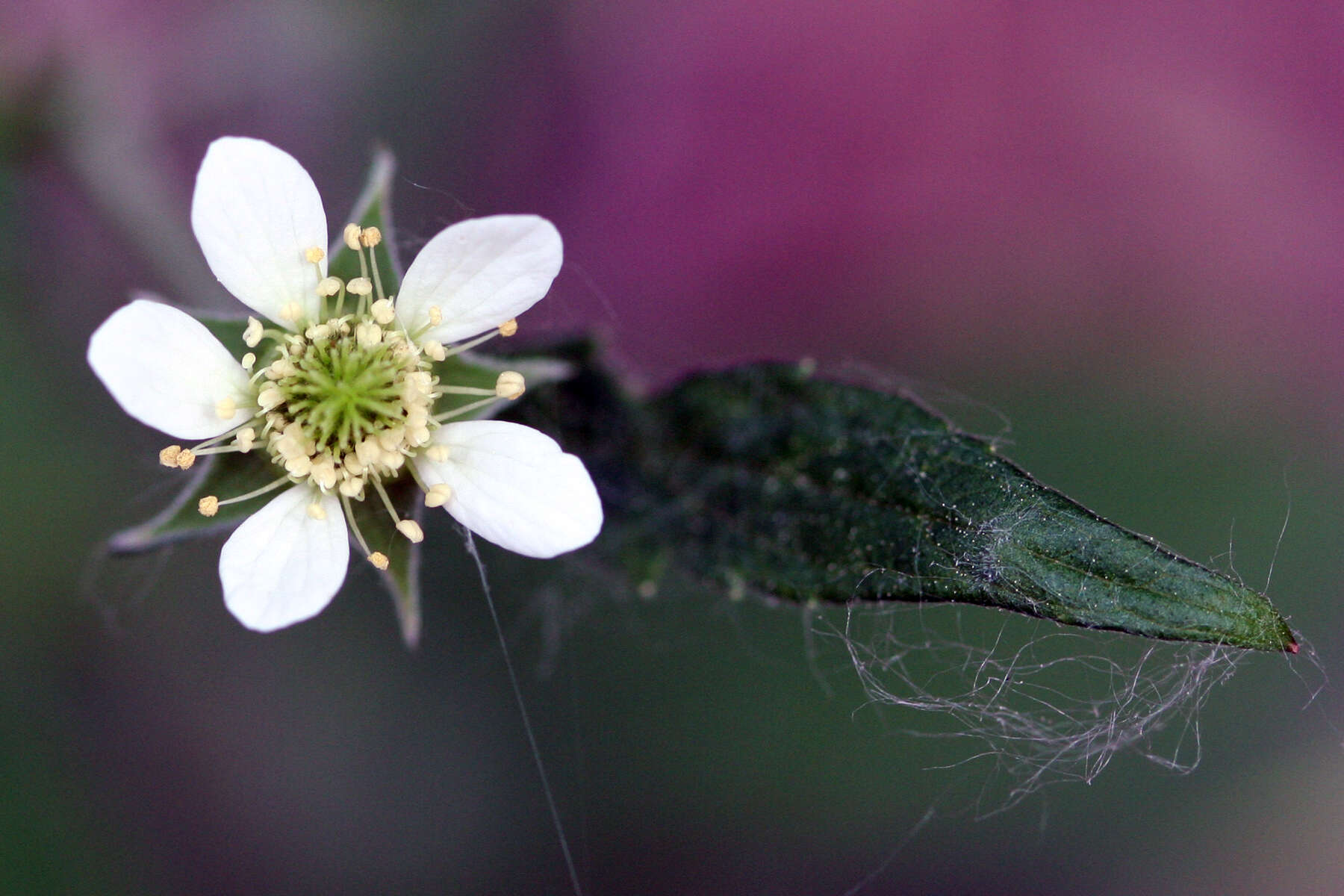 Image of white avens