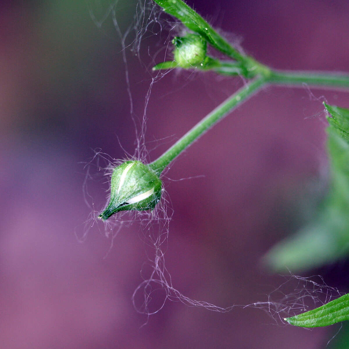 Image of white avens