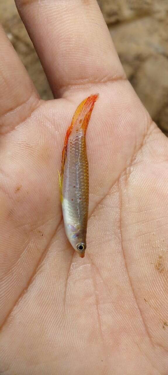 Image of Ceylon killifish