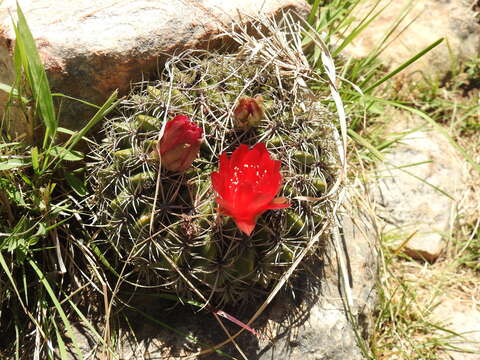 Image of Echinopsis cinnabarina (Hook.) Labour.