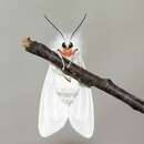 Image of Spilosoma latipennis Stretch 1872