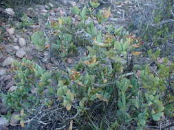 Image of Ruschia maxima (Haw.) L. Bol.