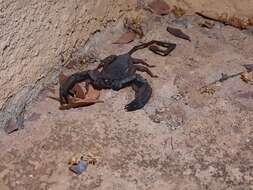 Image of Flat rock scorpion