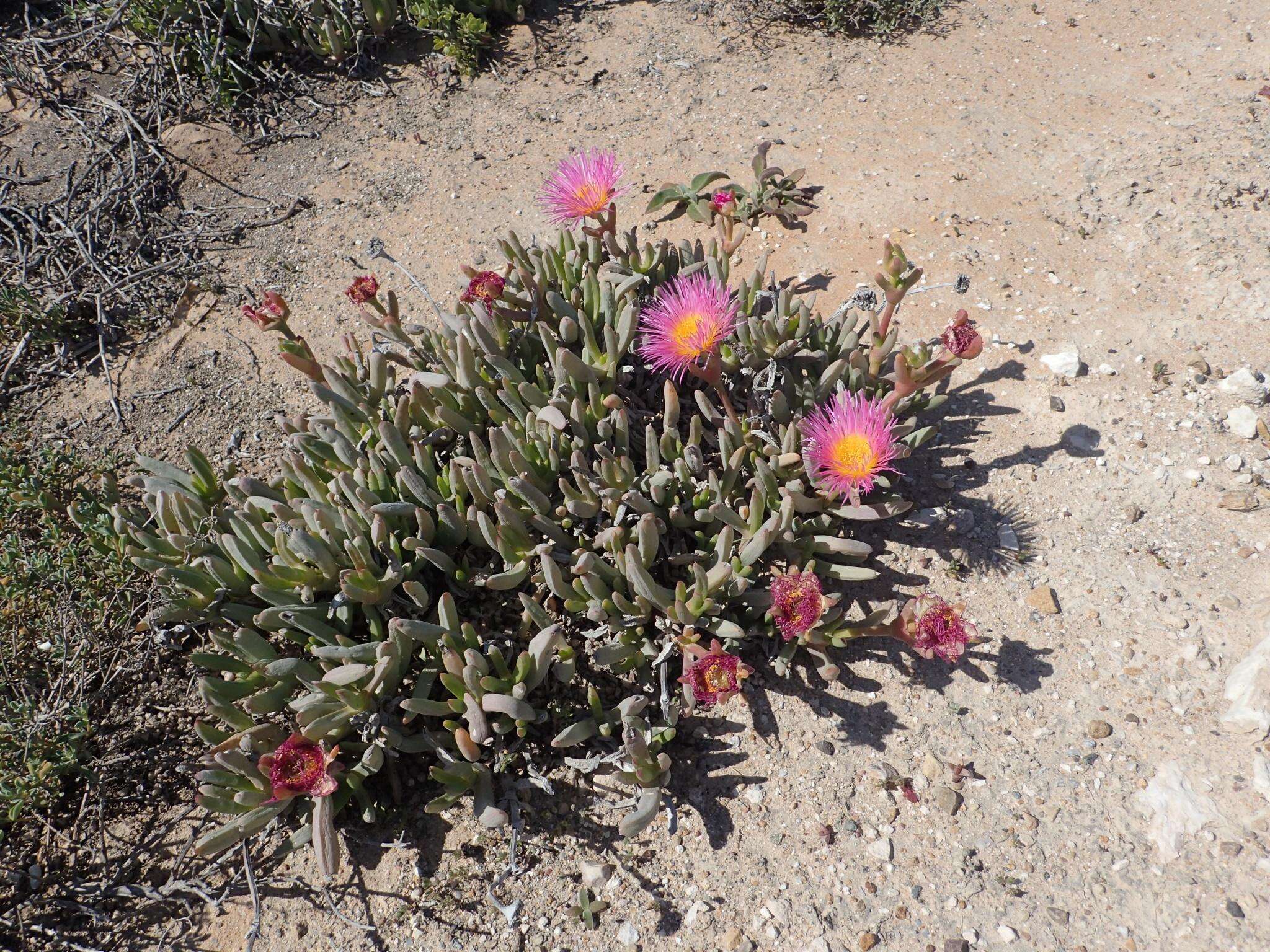 Image of Jordaaniella spongiosa (L. Bol.) H. E. K. Hartmann