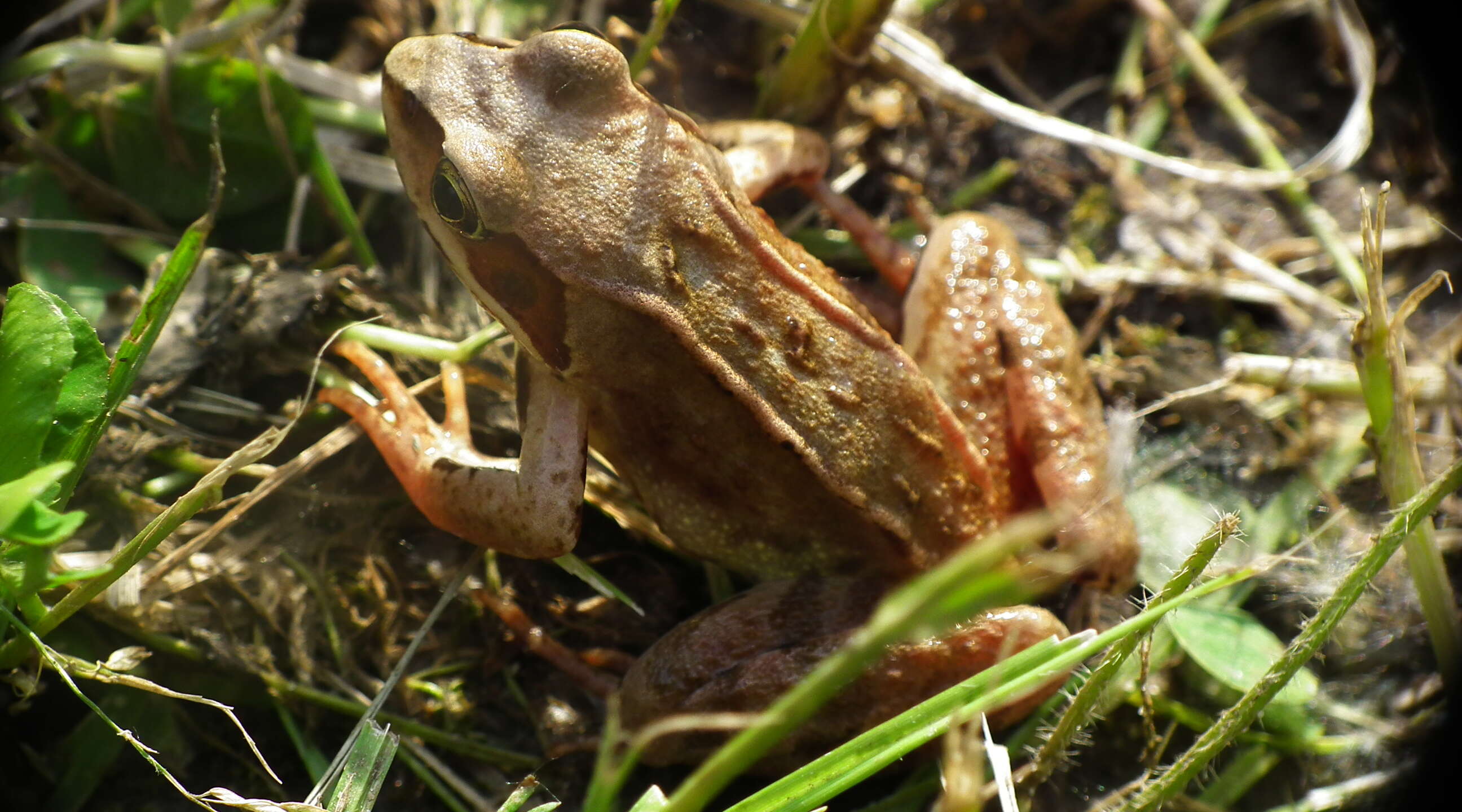 Image of Common frog