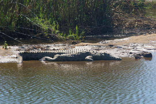 Image of Nile crocodile