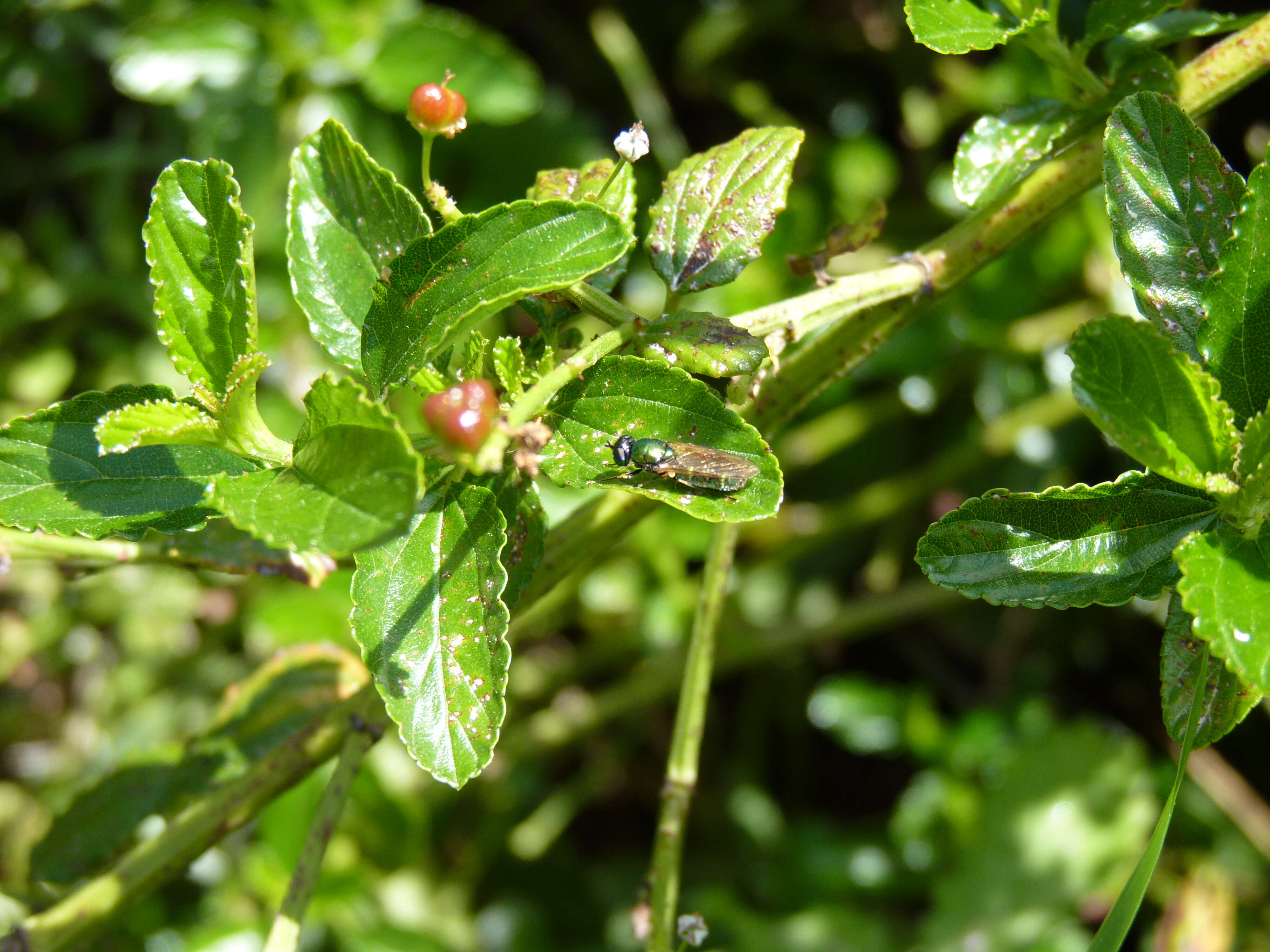 Sivun Chloromyia formosa (Scopoli 1763) kuva