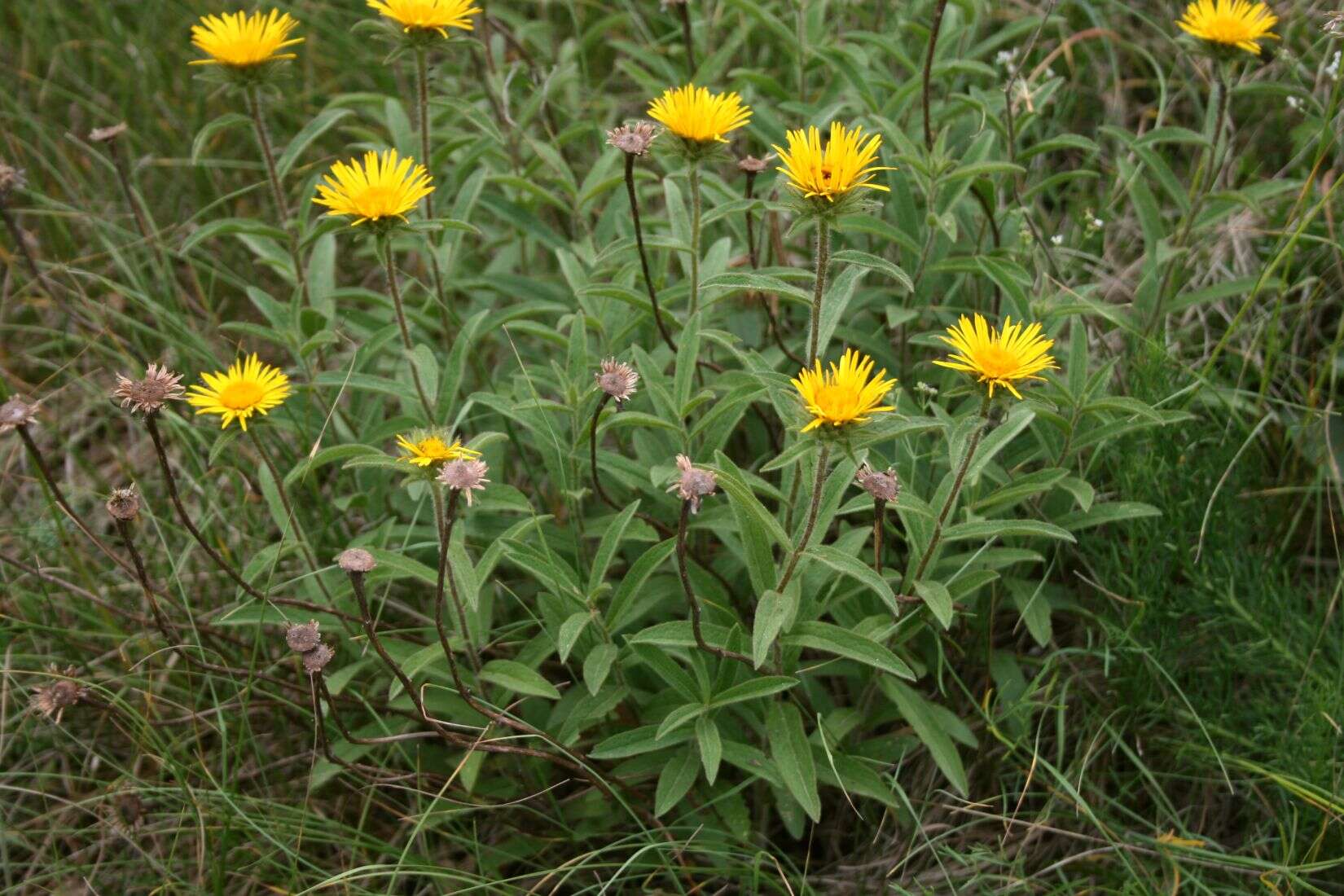 Image of Inula hirta