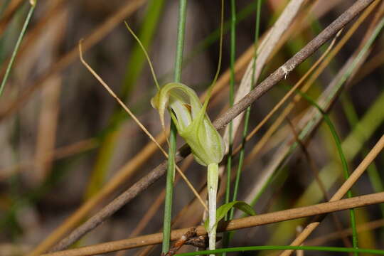 Image of Swamp greenhood