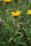 Image of Inula hirta