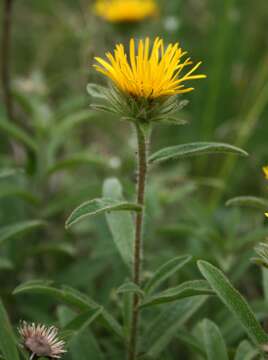 Image of Inula hirta