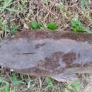 Image of African Catfish