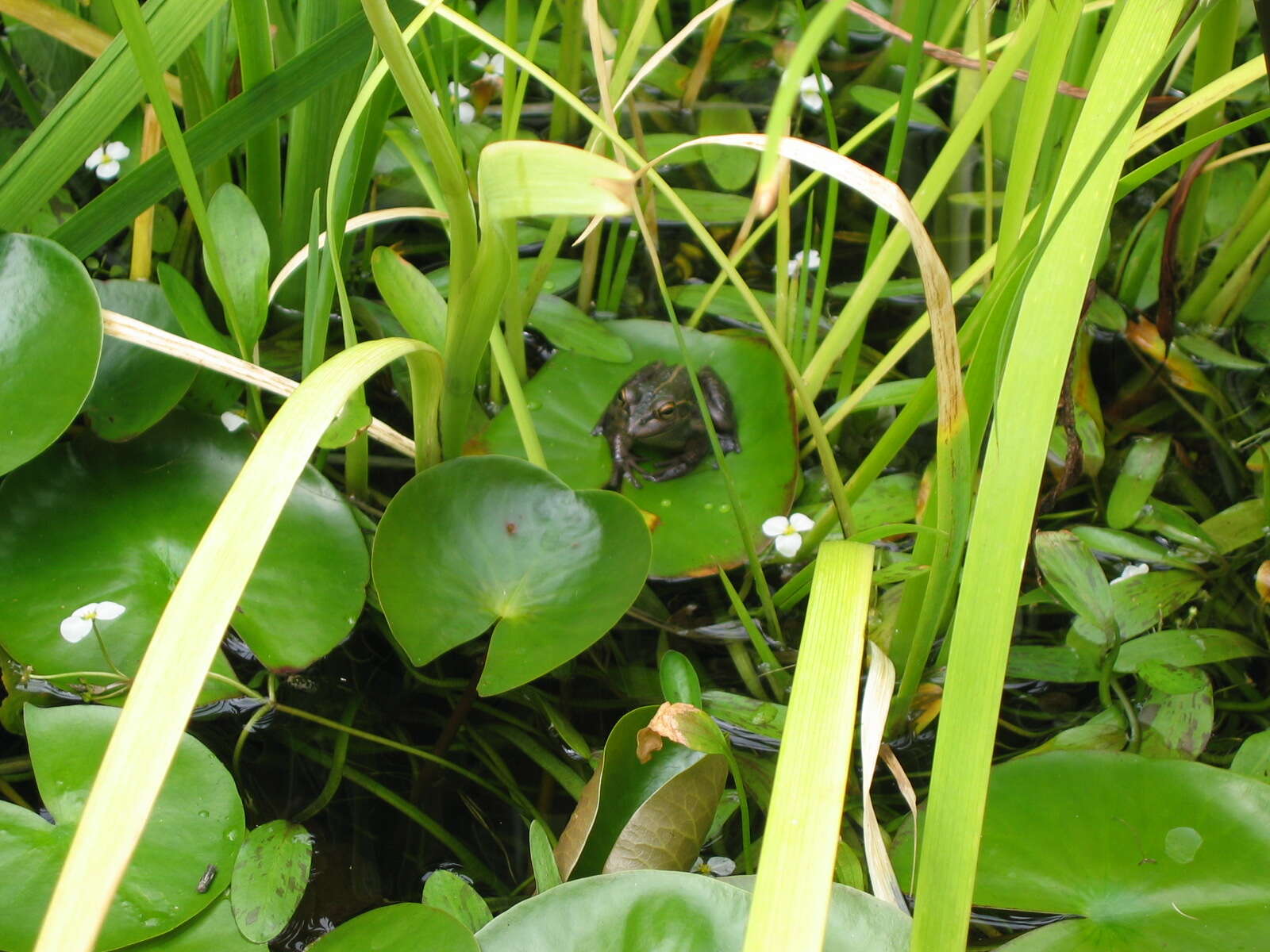 Image of Bell Frog