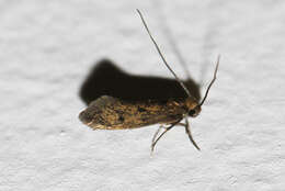 Image of case-bearing clothes moth