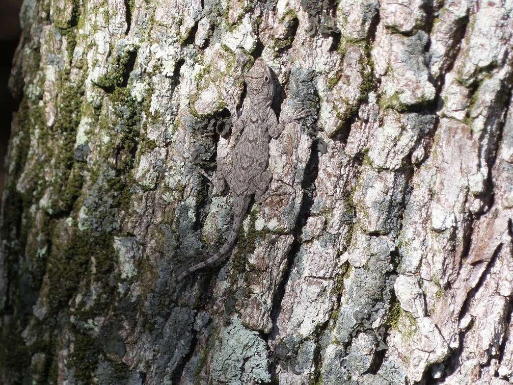 Image de Anolis distichus Cope 1861