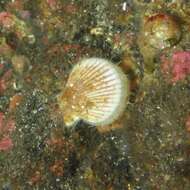 Image of Pacific pink scallop