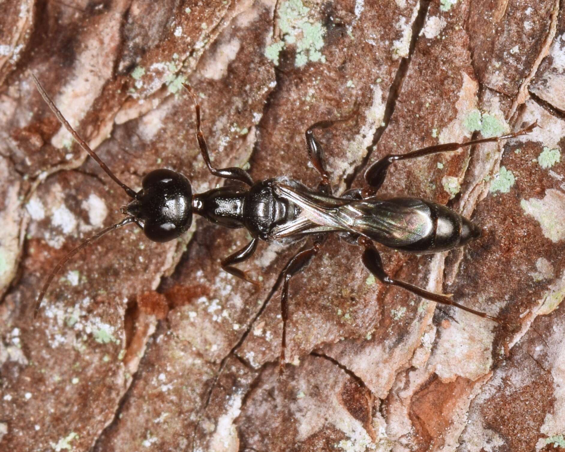 Image of Cockroach wasp