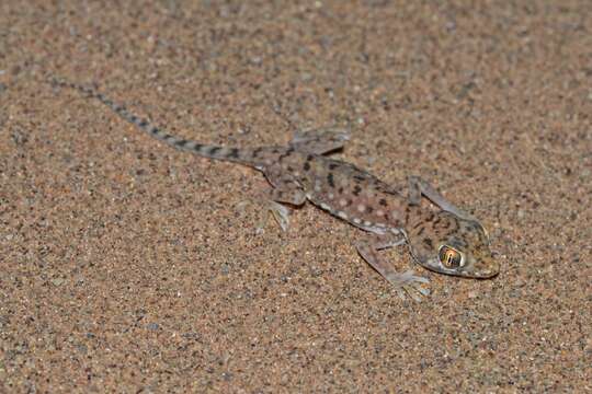 Image of Anderson's Short-fingered Gecko