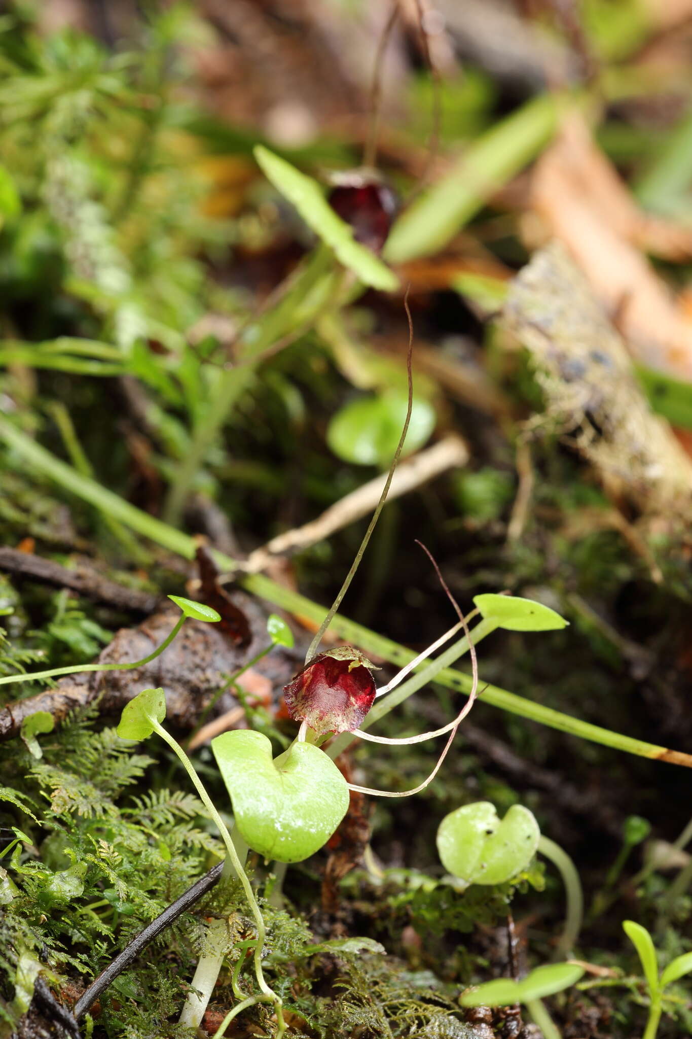 Image de Corybas iridescens Irwin & Molloy