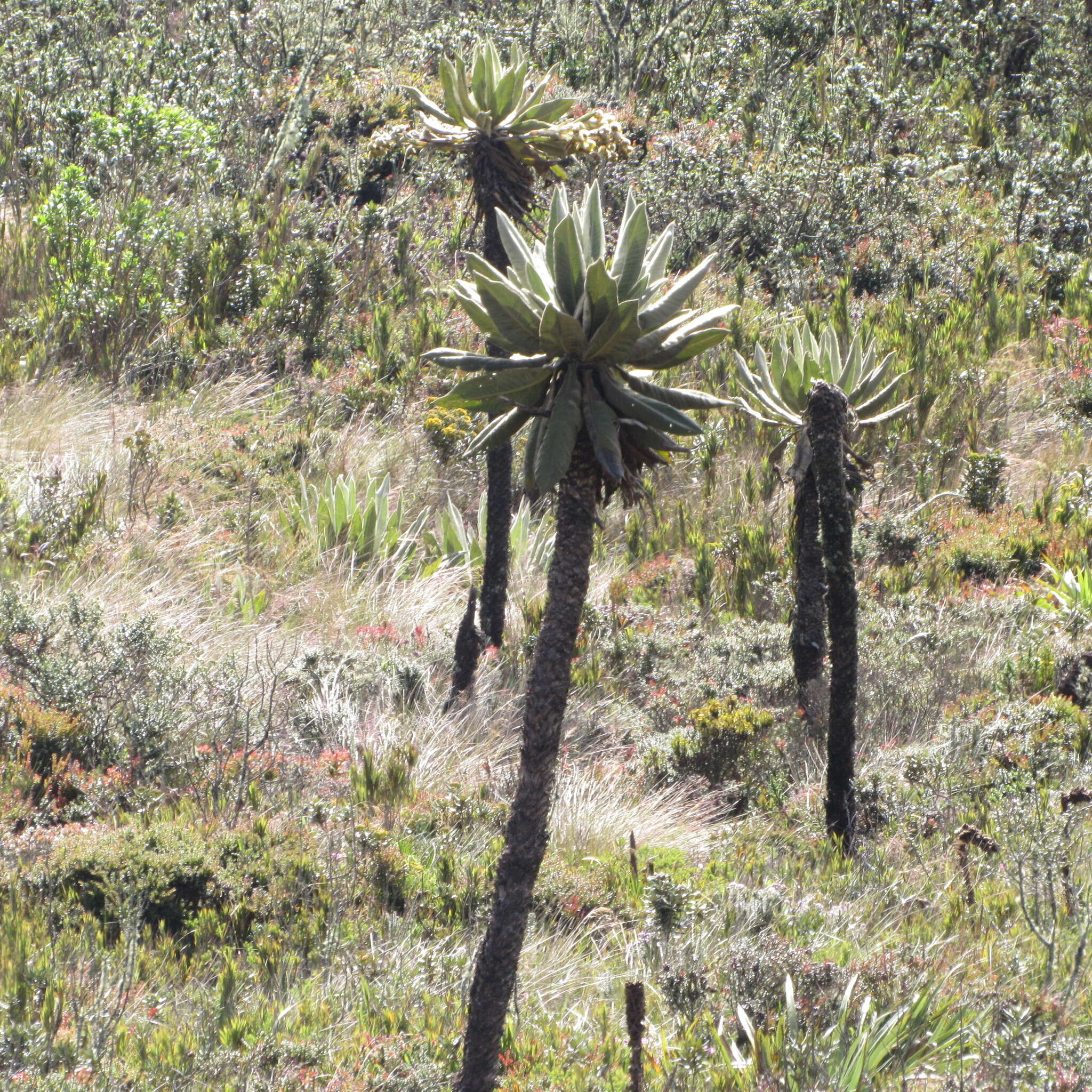 Image of Espeletia cayetana (Cuatrec.) Cuatrec.