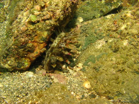 Image of Pinna rugosa G. B. Sowerby I 1835